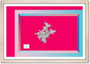 riquadro-primaverile-01