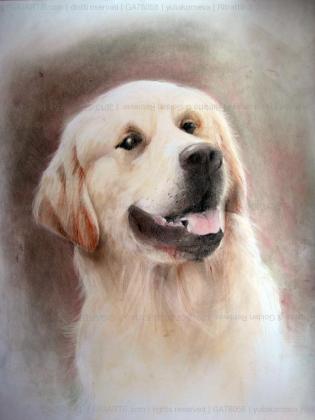 ritratto-di-golden-retriever